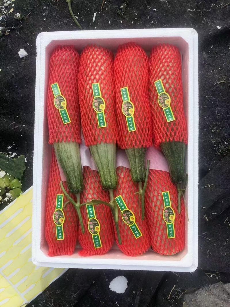 山东省潍坊市寿光羊角蜜甜瓜产地批发一手货源市场