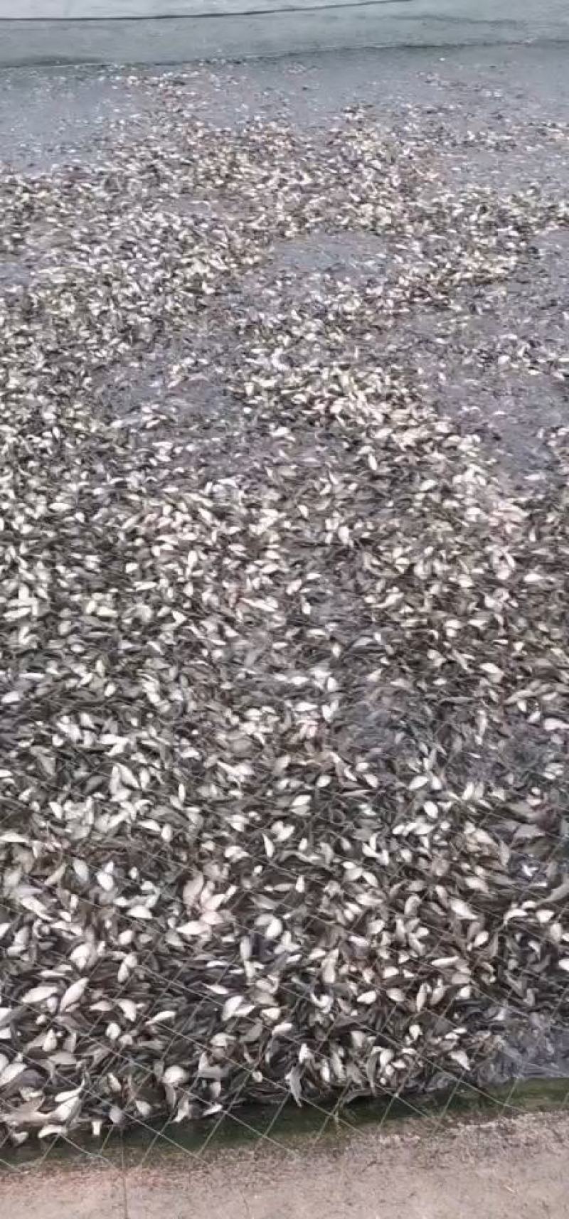 鲤鱼苗