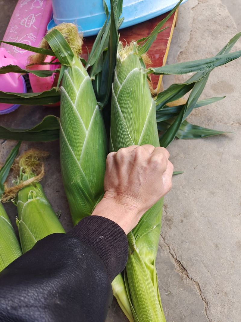 云南新鲜水果玉米，太阳花，甜玉米，产地直销，量大从优，，