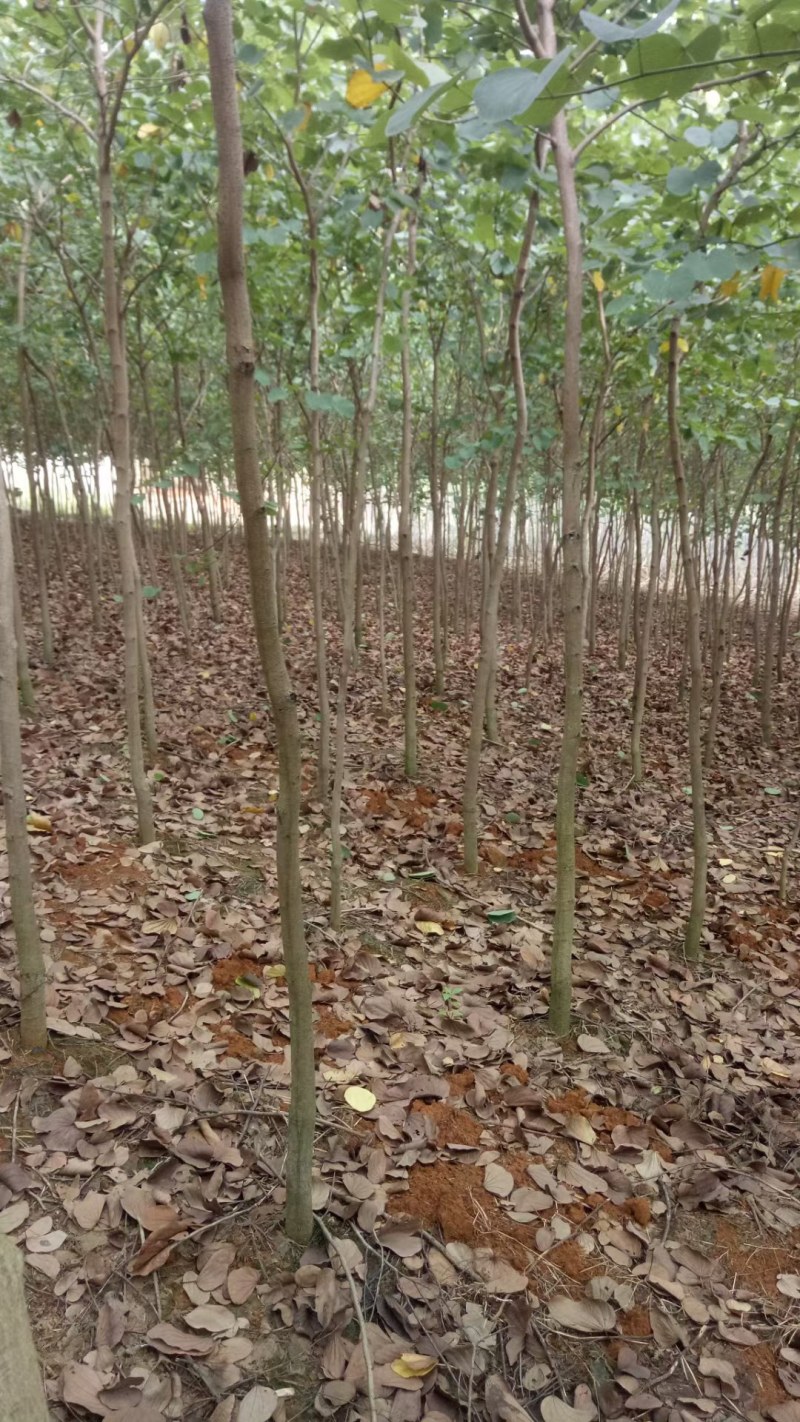 紫荊，木棉，甲竹桃，等小苗出售