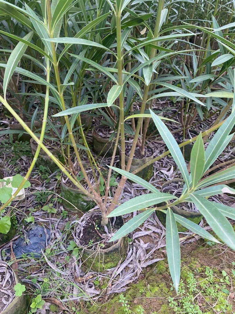紫荊，木棉，甲竹桃，等小苗出售