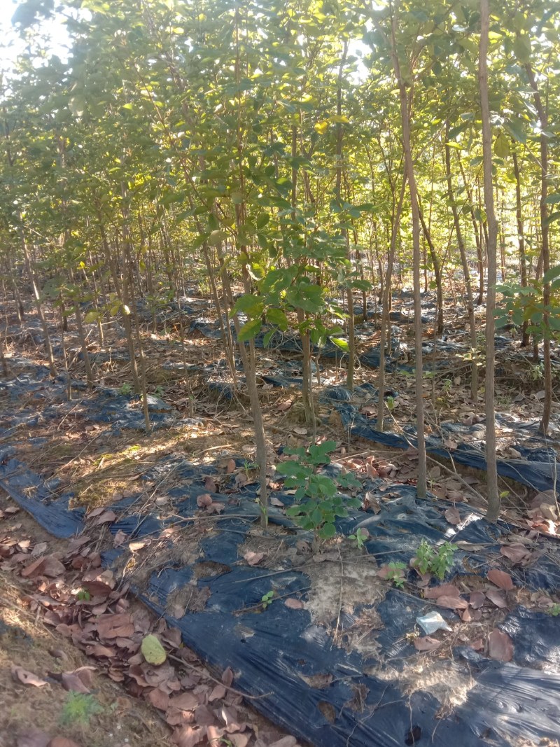 紫荊，木棉，甲竹桃，等小苗出售