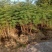 紫荊，木棉，甲竹桃，等小苗出售