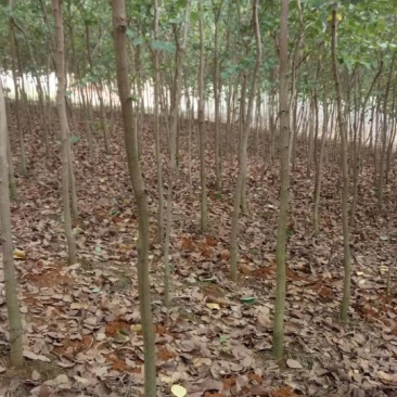 紫荊，木棉，甲竹桃，等小苗出售