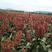 新杂9203高粱种子白籽，株高170亩高产1500斤