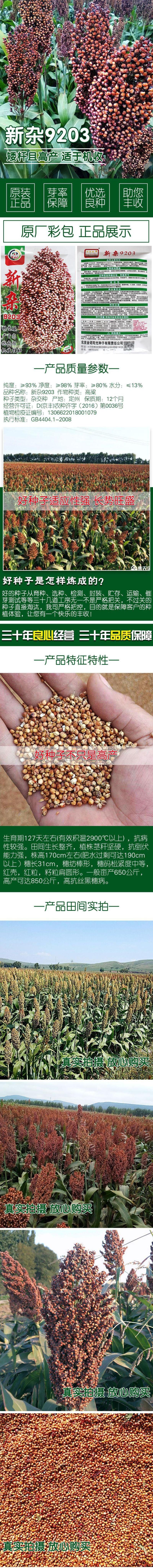 新杂9203高粱种子白籽，株高170亩高产1500斤