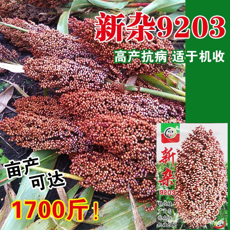 新杂9203高粱种子白籽，株高170亩高产1500斤