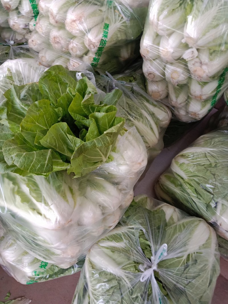 奶白菜