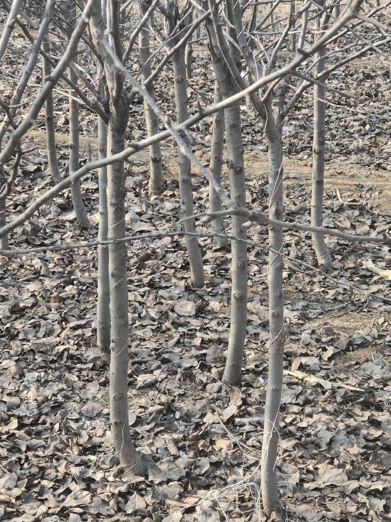 4公分，库尔勒香梨树苗自家苗圃保质保量根系发达成活率高
