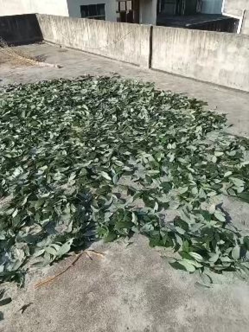香叶，产于湘桂交界的瑶乡，这里昼夜温差大，孕就浓厚的香味