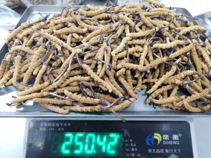西藏那曲冬虫夏草大草