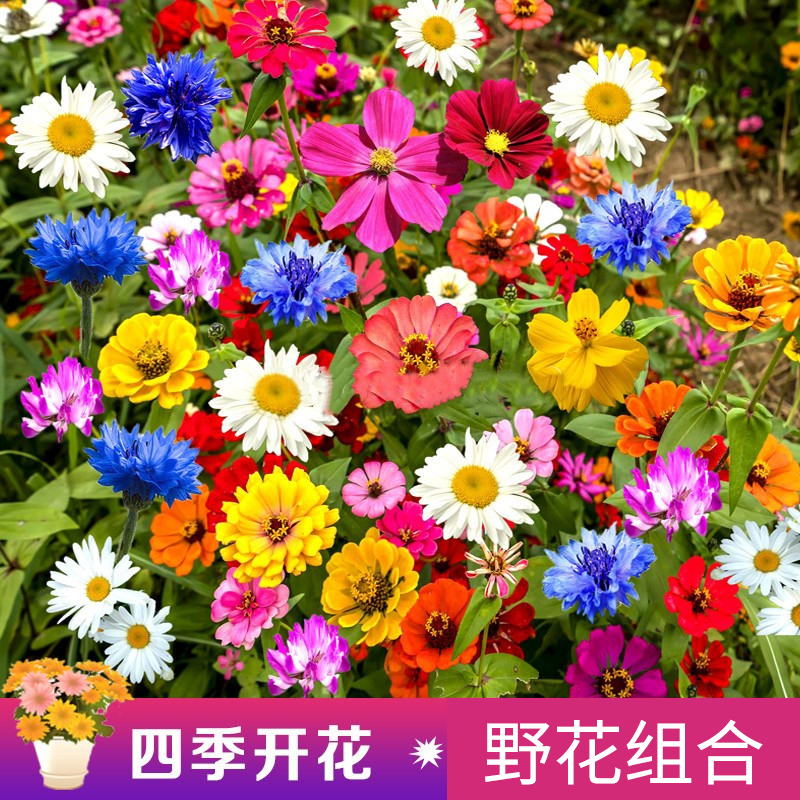 野花组合草花种子百日草重瓣太阳花种子花海造景观赏庭院