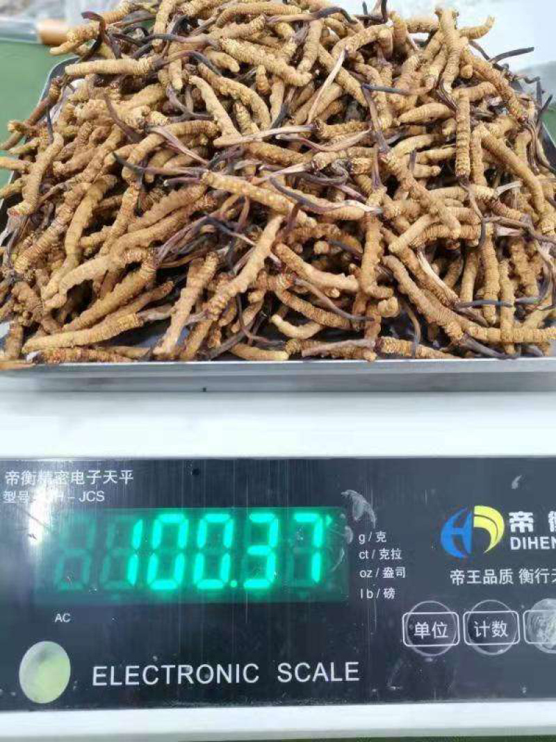 西藏那曲冬虫夏草大草