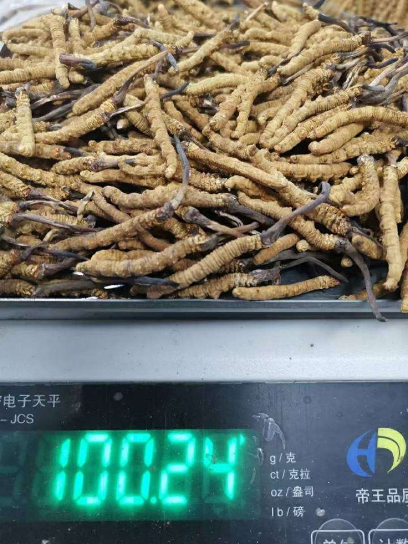 西藏那曲冬虫夏草大草