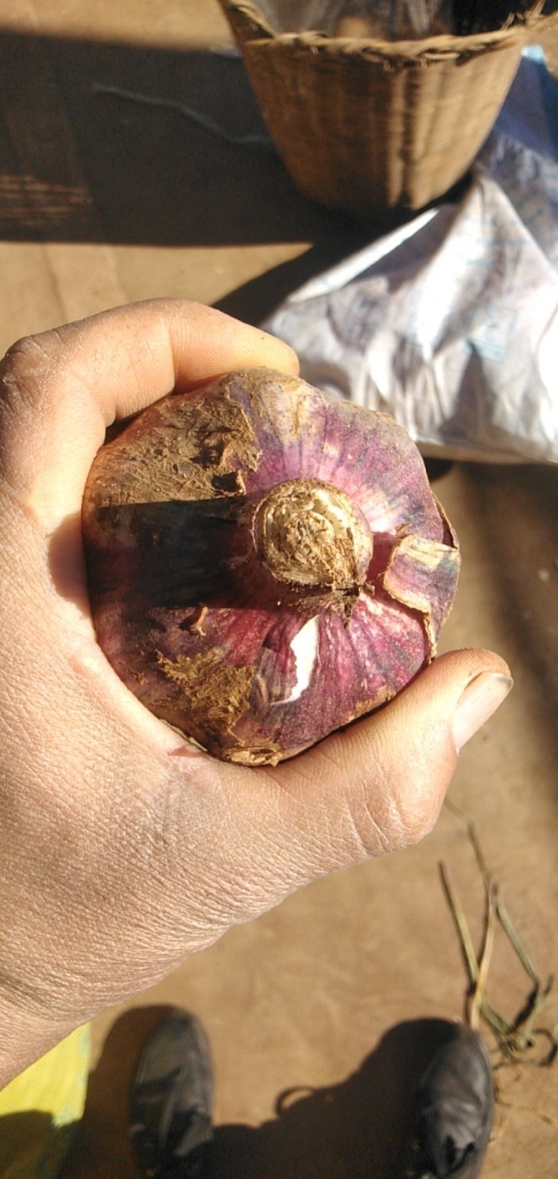 红蒜3.2cm~70cm鲜蒜