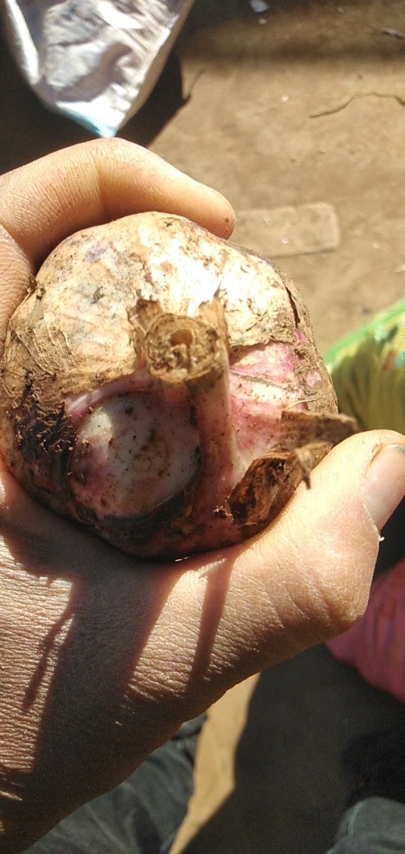 红蒜3.2cm~70cm鲜蒜