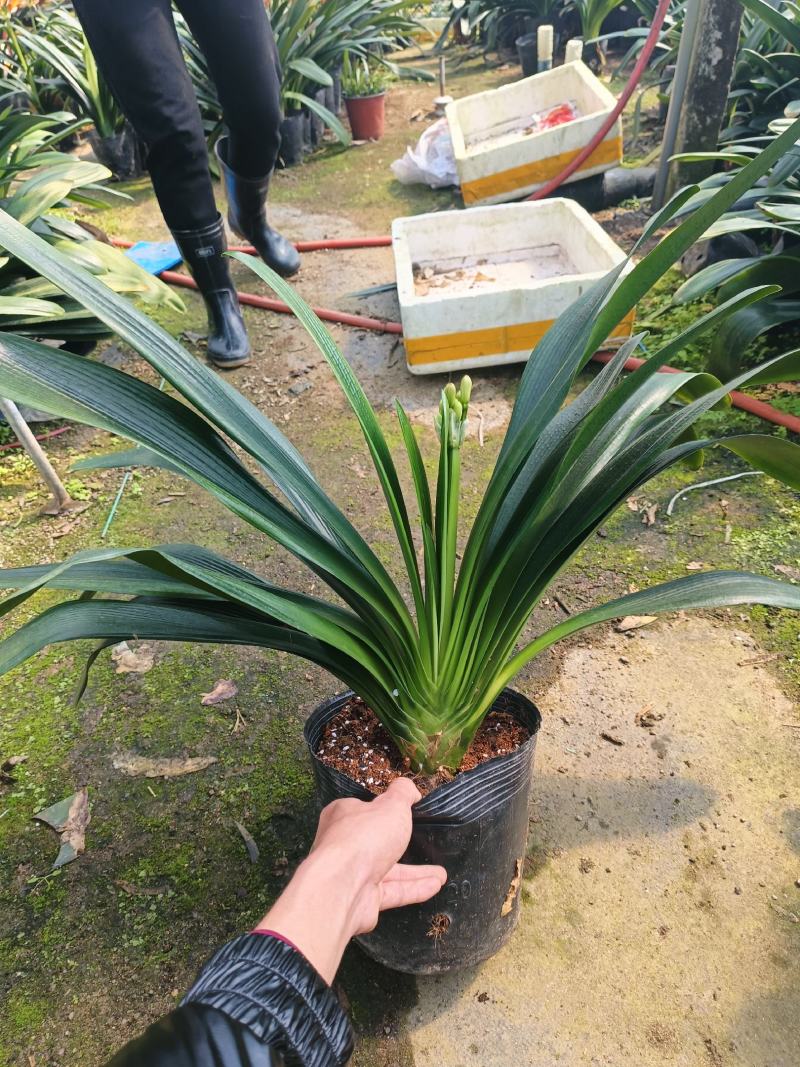 开花君子兰18杯，一手货源，需要的联系，规格非常多