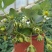 草莓盆栽红花白花草莓