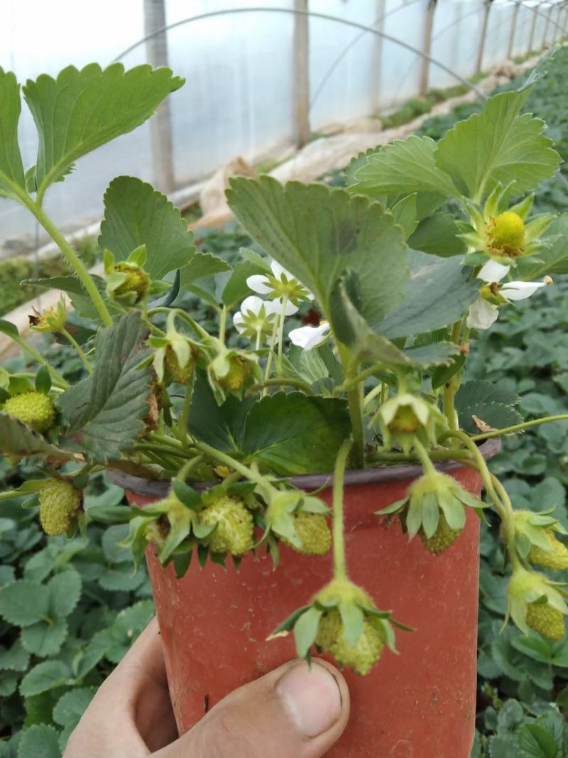 草莓盆栽红花白花草莓