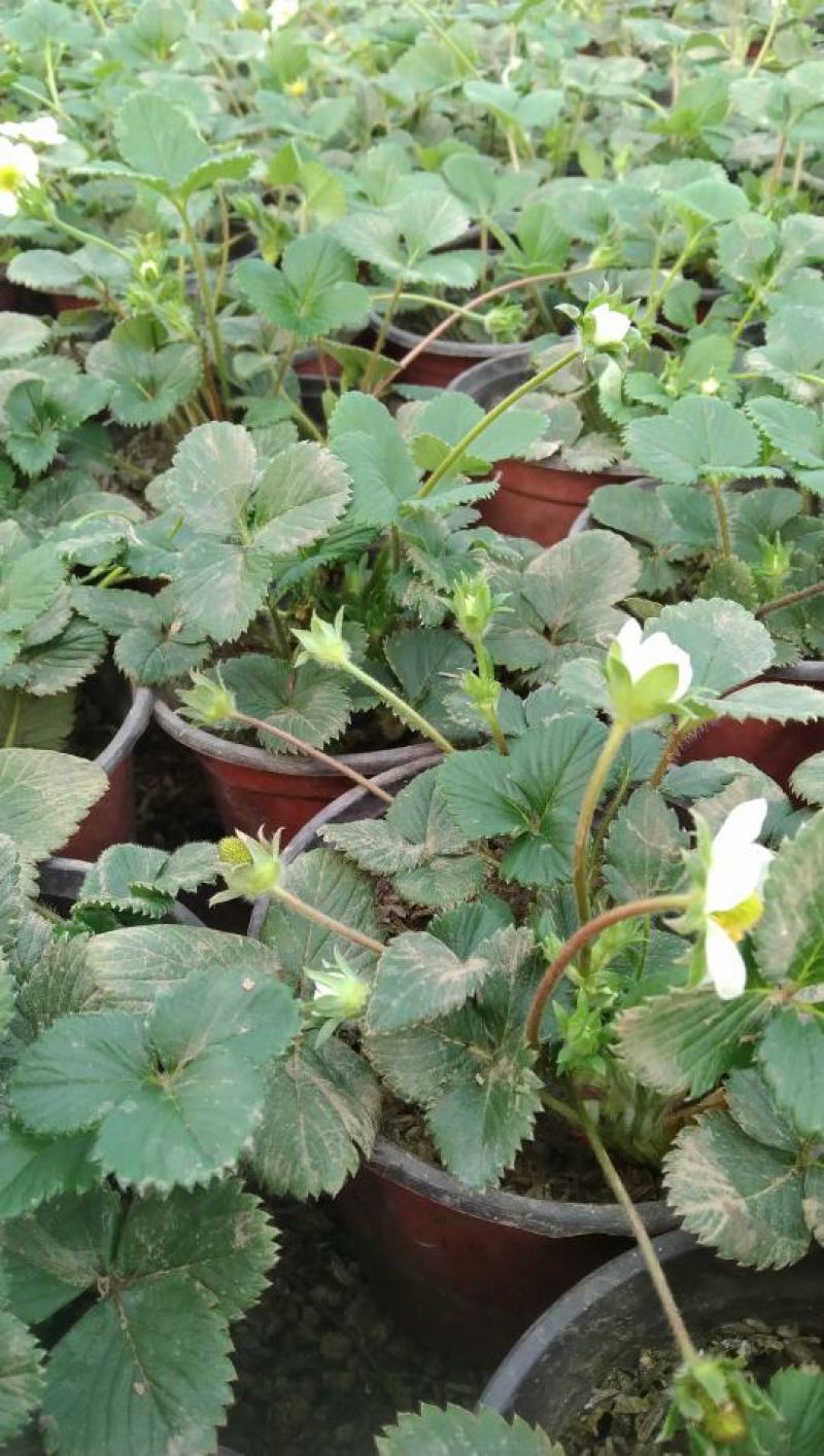 草莓盆栽红花白花草莓