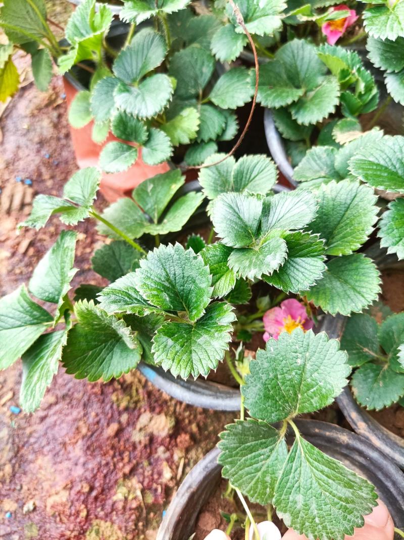 草莓盆栽红花白花草莓