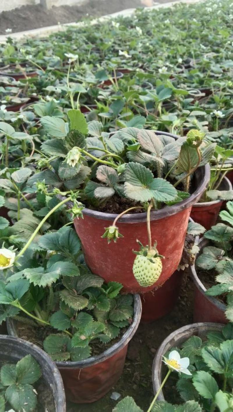草莓盆栽红花白花草莓