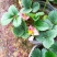 草莓盆栽红花白花草莓