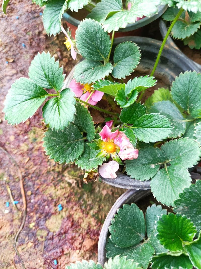 草莓盆栽红花白花草莓
