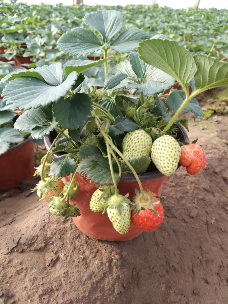 草莓盆栽红花白花草莓