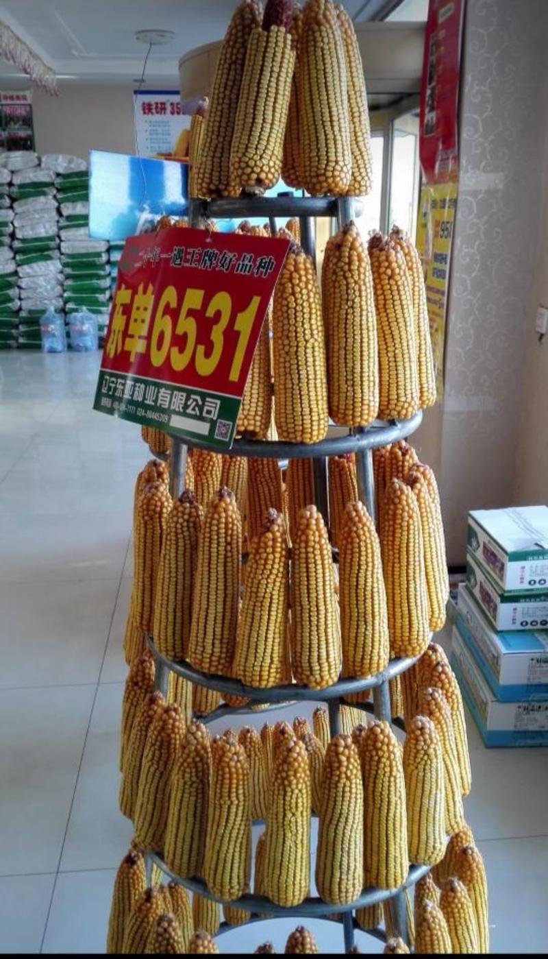 东单6531国审玉米种厂家正品原包原审6000粒包邮