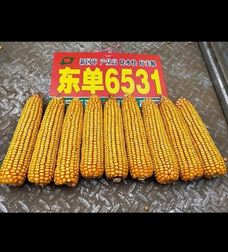 东单6531国审玉米种厂家正品原包原审6000粒包邮