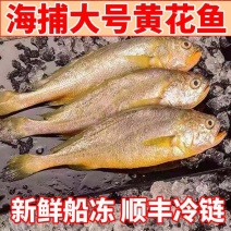 黄花鱼多规格新鲜冷冻海捕黄鱼舟山小黄鱼水产批发整箱