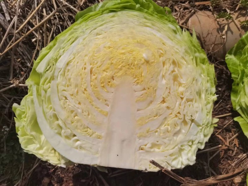 甘蓝-云南精品小铁头，3斤左右，各种规格可做