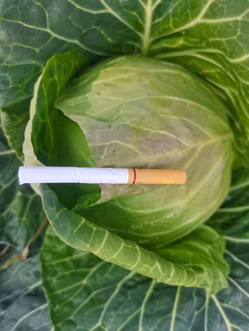 甘蓝-云南精品小铁头，3斤左右，各种规格可做