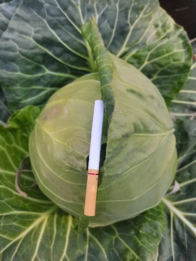 甘蓝-云南精品小铁头，3斤左右，各种规格可做
