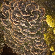 云芝，野生云芝干货