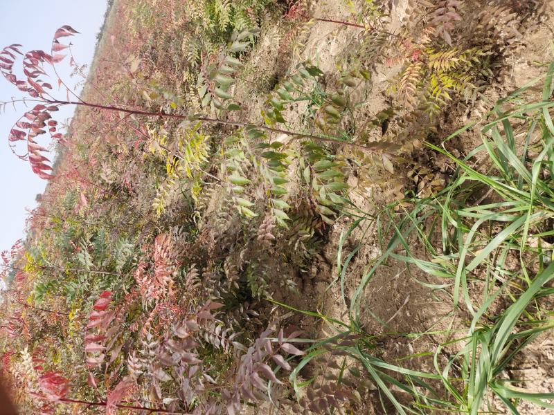 一年生80万黄连木供应