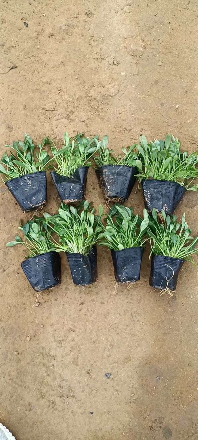 金鸡菊金钱菊多年生宿根植物花期5-9月基地大量供