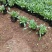 金鸡菊金钱菊多年生宿根植物花期5-9月基地大量供