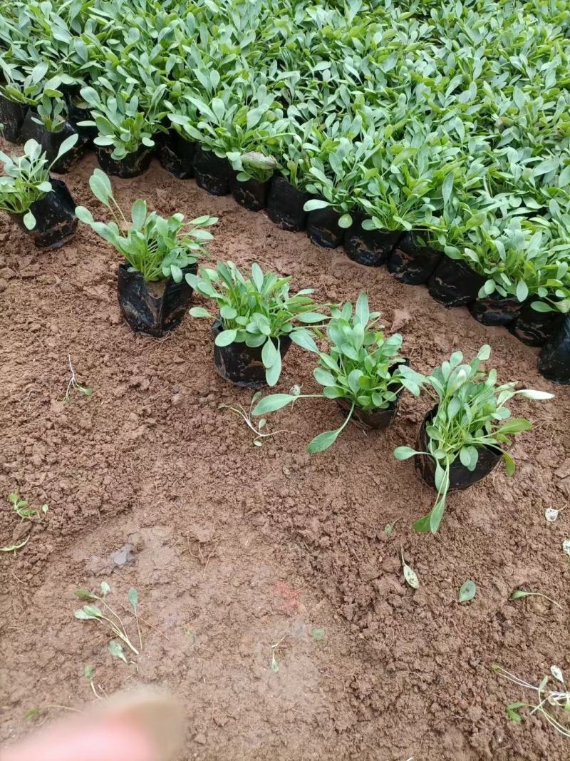 金鸡菊金钱菊多年生宿根植物花期5-9月基地大量供