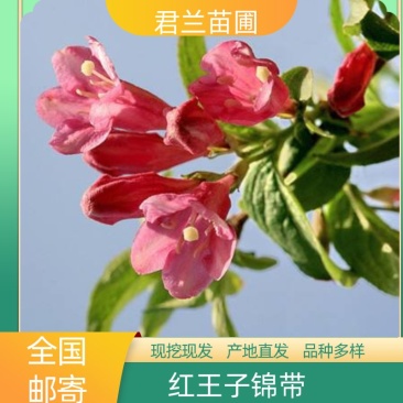 红王子锦带红王子锦带苗红王子锦带小苗锦带苗