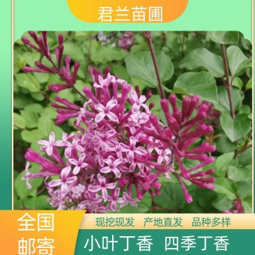 小叶丁香小苗四季丁香苗丁香小苗建圃绿化工程苗