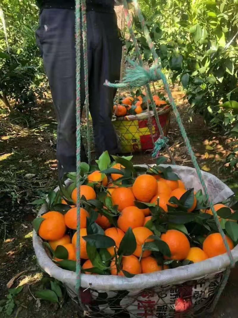 【热卖】云南沃柑精品沃柑云南柑桔产地大量有货一手货源