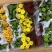 乒乓菊处理乒乓菊大量有货自家基地支持实地看货