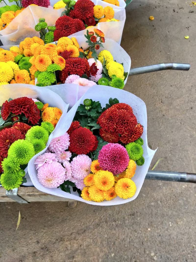 乒乓菊处理乒乓菊大量有货自家基地支持实地看货