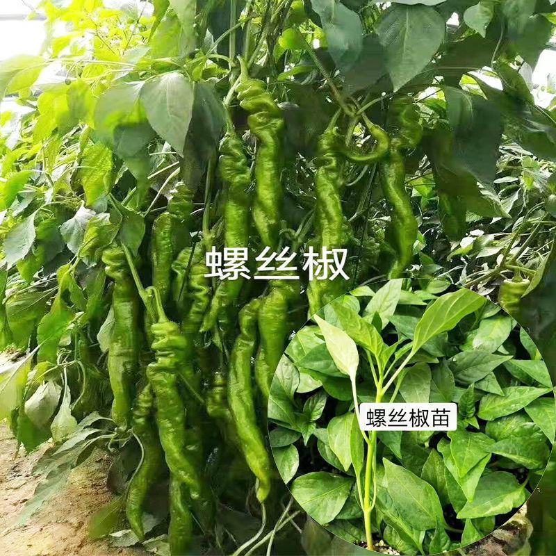 辣椒苗尖椒苗线椒苗太空椒苗螺丝椒苗菜椒苗方椒苗陇椒苗