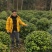 基地直销各规格精品金森女贞球，量大从优，欢迎选购