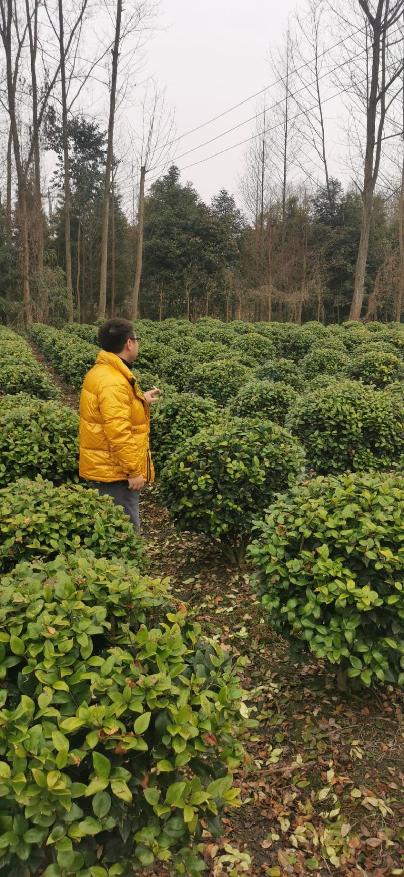 基地直销各规格精品金森女贞球，量大从优，欢迎选购