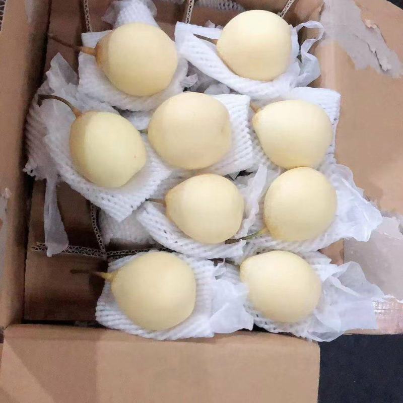 【产地批发】大鸭梨薄皮多汁价格美丽可视频看货