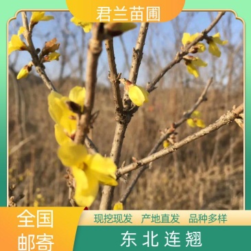 东北连翘迎春花苗连翘苗东北连翘苗东北连翘二年苗